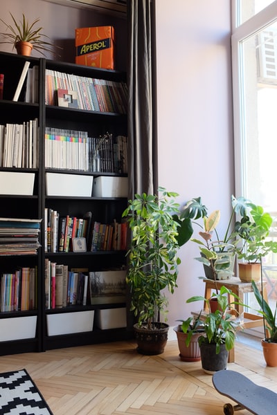 植物与书在书柜旁边
